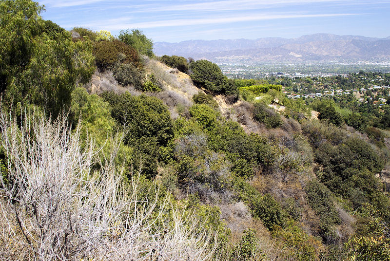 A view into the San Fernando Valley from Mulholland Drive in Laurel Canyon; in the foreground is the undergrowth where the body of Marina Habe was found